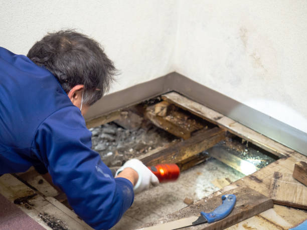 Best Commercial Mold Remediation in Cokato, MN