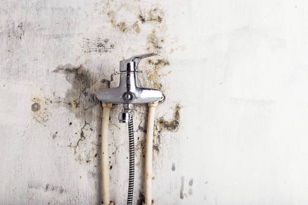 Best Insurance-Related Mold Remediation in Cokato, MN