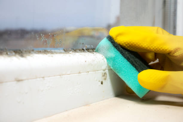 Best Industrial Mold Remediation in Cokato, MN