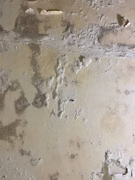 Best Post-Flood Mold Remediation in Cokato, MN