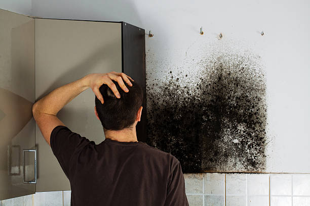 Best Commercial Mold Remediation in Cokato, MN
