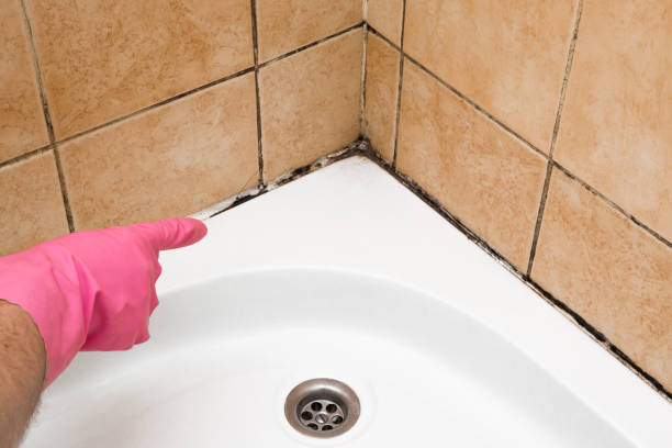 Best Mold Testing and Inspection Services in Cokato, MN